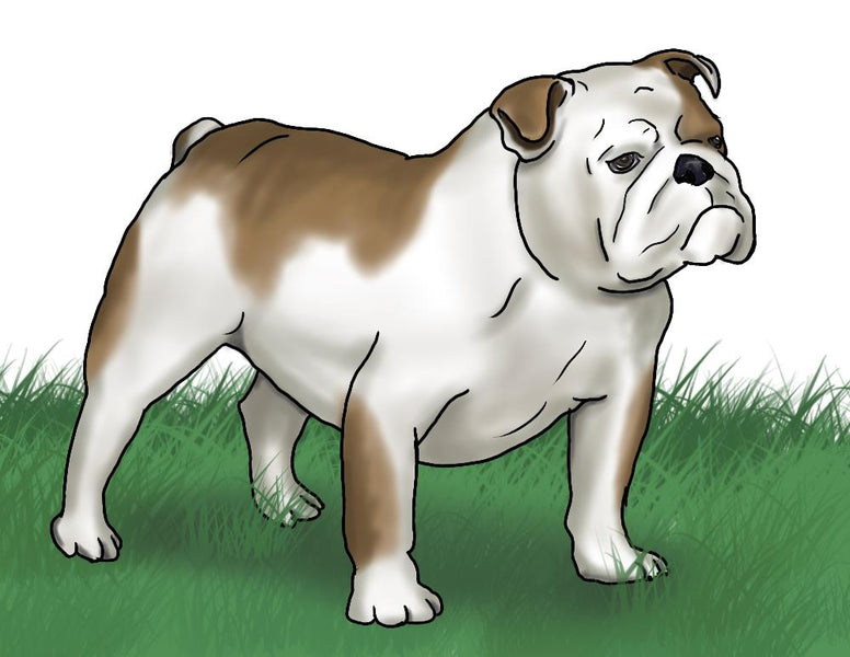 How to Draw a Bulldog