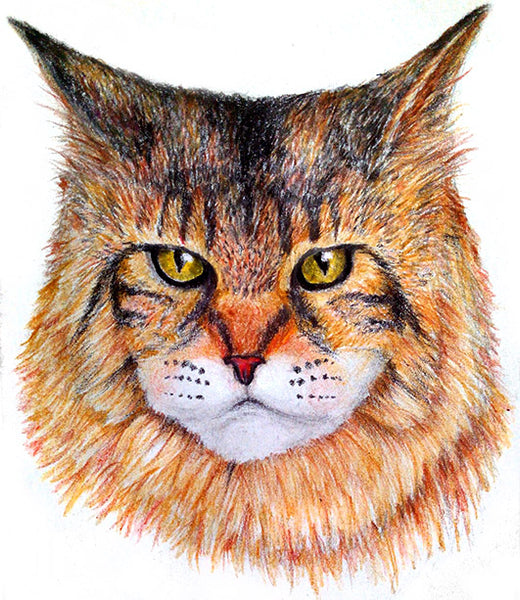 How to Draw a Maine Coon Using Color Pencils