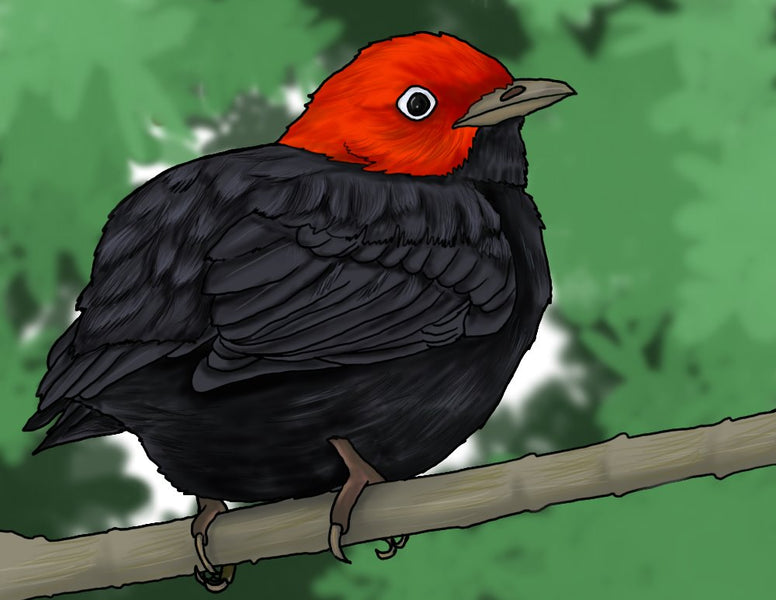 How to Draw a Red-capped Manakin