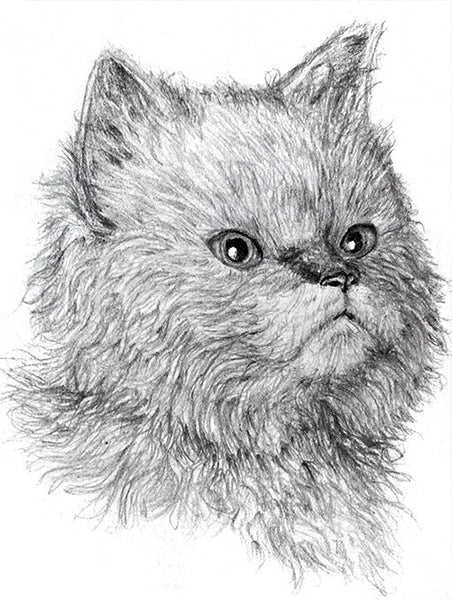 How to Draw Cats with Pencil for the Absolute Beginner