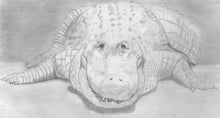 Load image into Gallery viewer, Learn How to Draw Reptiles in Pencil For the Absolute Beginner