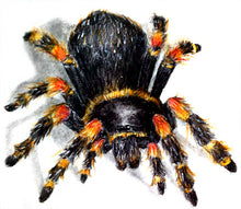 Load image into Gallery viewer, Drawing Spiders Volume 2 - How to Draw Spiders For the Beginner