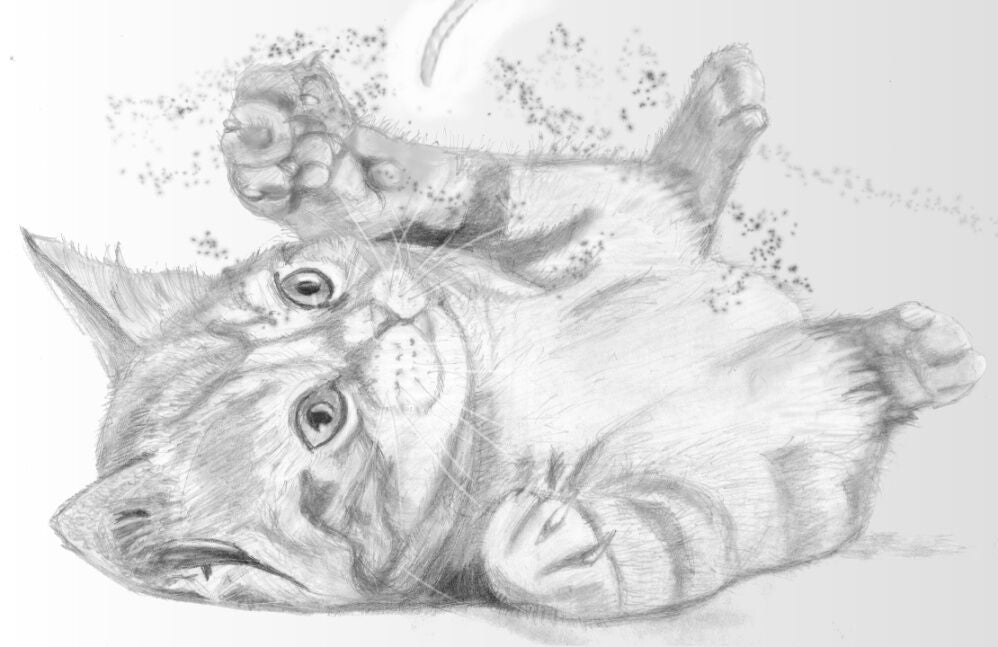 realistic pencil drawings of animals
