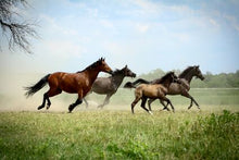 Load image into Gallery viewer, Learn to Paint Horses and Dogs In Watercolor For The Absolute Beginner