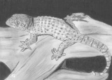 Load image into Gallery viewer, Learn How to Draw Reptiles in Pencil For the Absolute Beginner