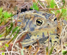 Load image into Gallery viewer, Learn How to Airbrush Reptiles and Amphibians For the Beginners