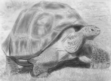 Load image into Gallery viewer, Learn How to Draw Reptiles in Pencil For the Absolute Beginner
