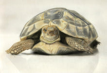 Load image into Gallery viewer, Learn How to Airbrush Reptiles and Amphibians For the Beginners