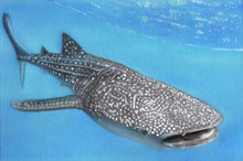 Load image into Gallery viewer, Learn How to Airbrush Aquatic Animals for the Beginner