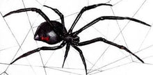 Load image into Gallery viewer, Drawing Spiders Volume 1 - How to Draw Spiders For the Beginner