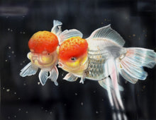 Load image into Gallery viewer, Learn How to Airbrush Aquatic Animals for the Beginner
