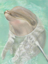 Load image into Gallery viewer, Learn How to Airbrush Aquatic Animals for the Beginner