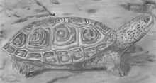 Load image into Gallery viewer, Learn How to Draw Reptiles in Pencil For the Absolute Beginner