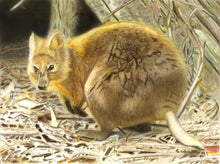 Load image into Gallery viewer, Learn How to Airbrush Animals For the Beginner