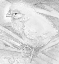 Load image into Gallery viewer, Learn How to Draw Portraits of Domestic Animals in Pencil For the Absolute Beginner