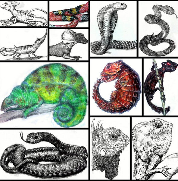 Drawing Snakes and Lizards - How to Draw Reptiles For the Beginner