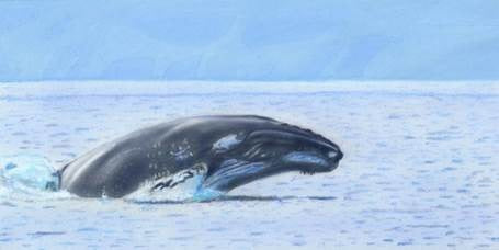 Learn How to Airbrush Aquatic Animals for the Beginner-Learn to Draw Series (Humpback Whale)