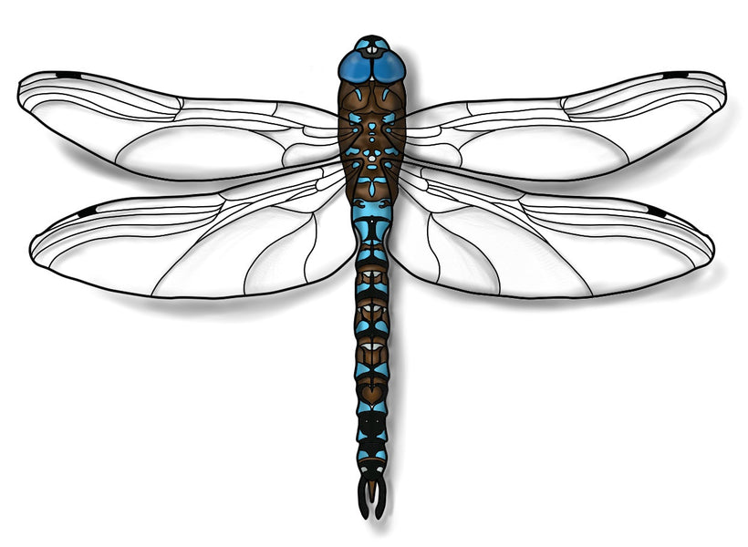 How to Draw a Blue-eyed Darner Dragonfly Easily