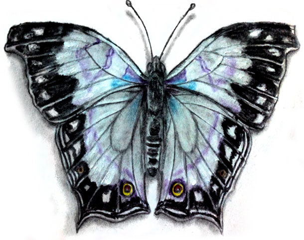 Drawing Butterflies - How to Draw Butterflies For the Beginner