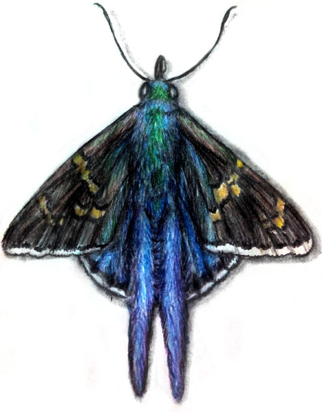 How to Draw a Long-tailed Skipper Using Color Pencils