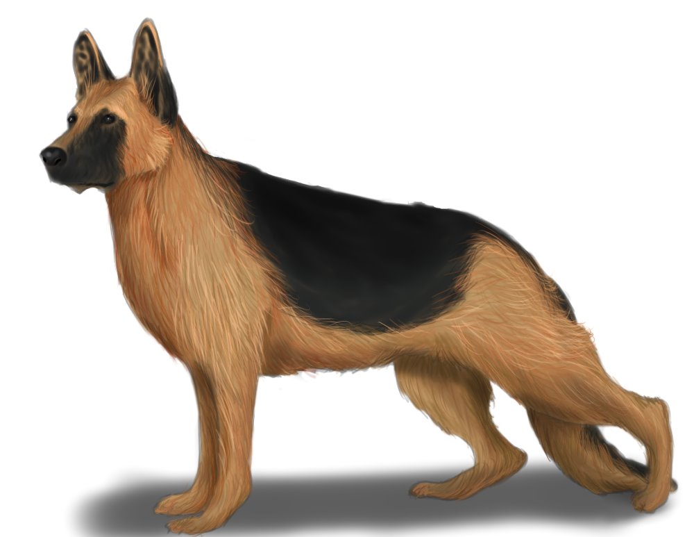 how to draw a german shepherd easy step by step