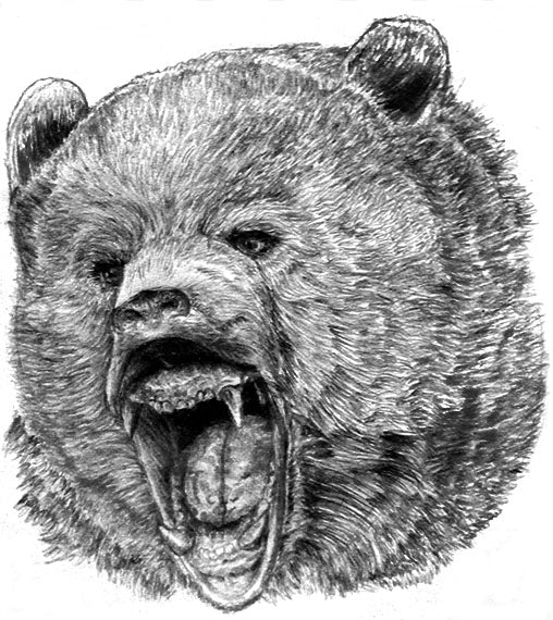 How to Draw a Growling Bear Using Pencil