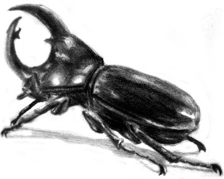 Rhinoceros beetle illustration  Illustrations from Dibustock Childrens  Stories Illustration experts