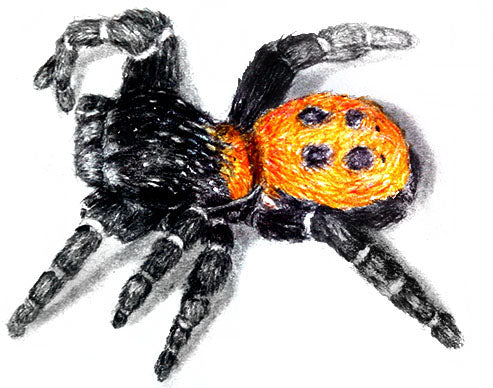 How to Draw a Ladybird Spider Using Color Pencils
