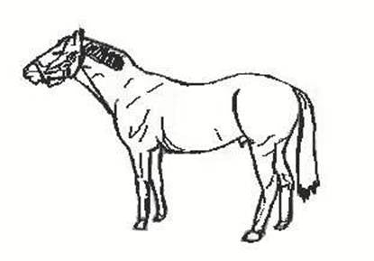 Horse Drawing  How To Draw A Horse Step By Step