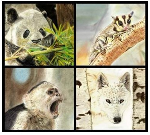 Learn How to Paint Animal Portraits Using Pastels For the Beginner