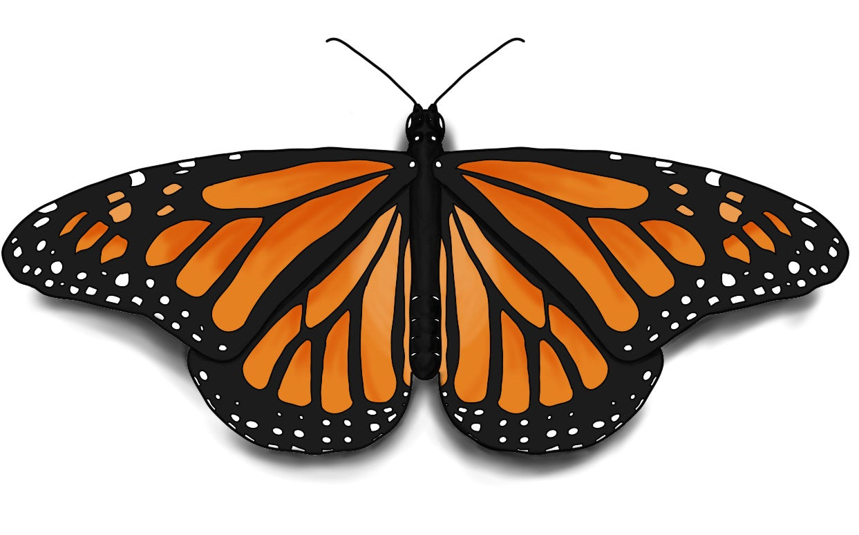 Monarch butterfly Drawing Insect, red butterfly, angle, white, leaf png |  PNGWing