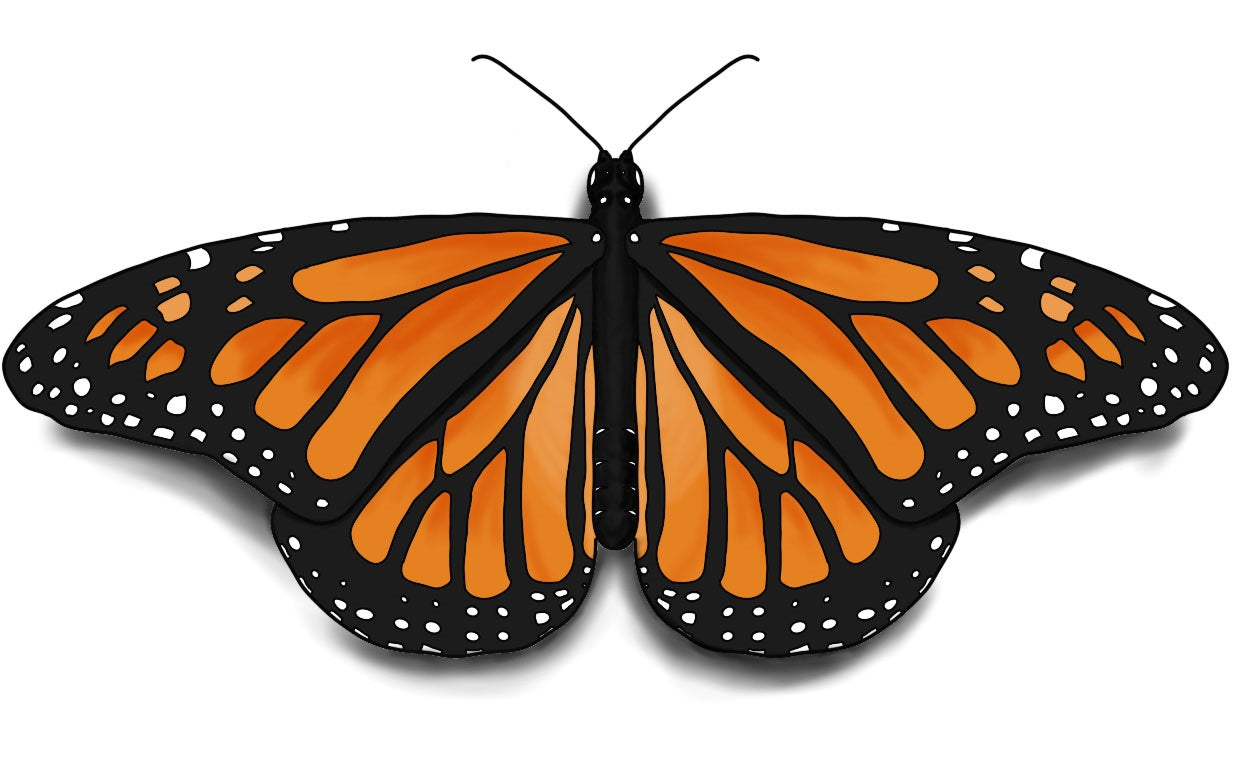 Butterfly Step File How To Draw A Monarch Butterfly Step By Step
