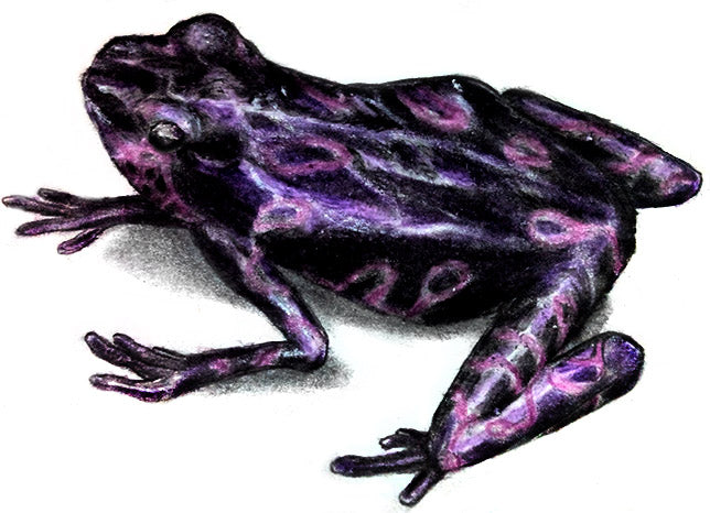 purple fluorescent frog