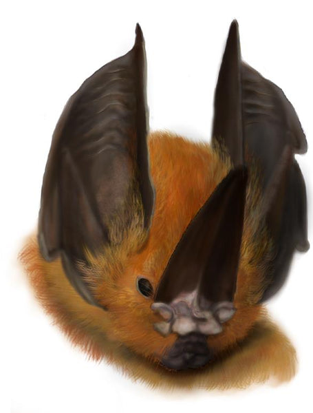 How to Draw a Sword-nosed Bat