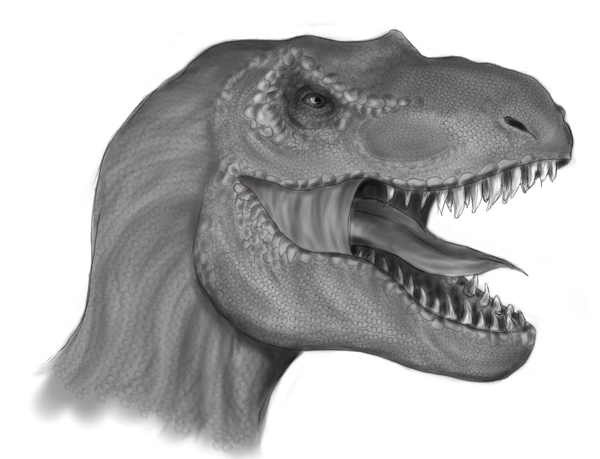T Rex Head Drawing Vector Images over 530