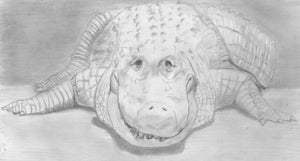 Learn How to Draw Reptiles in Pencil For the Absolute Beginner