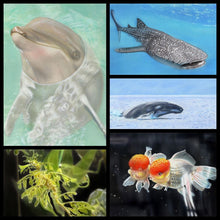 Load image into Gallery viewer, Learn How to Airbrush Aquatic Animals for the Beginner