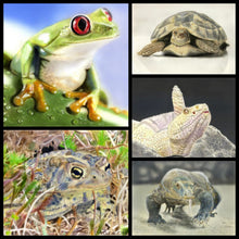 Load image into Gallery viewer, Learn How to Airbrush Reptiles and Amphibians For the Beginners