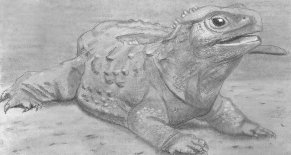 Drawing Reploids Learn How to Draw Reptiles in Pencil For the Absolute Beginner – Learn ...