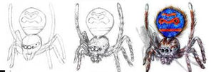 Drawing Spiders Volume 1 - How to Draw Spiders For the Beginner