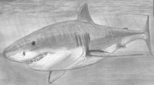 Load image into Gallery viewer, Learn How to Draw Portraits of Ocean And Sea Animals in Pencil For the Absolute Beginner