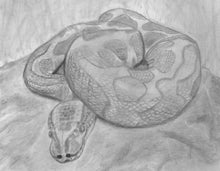 Load image into Gallery viewer, Learn How to Draw Reptiles in Pencil For the Absolute Beginner
